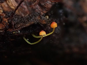  ( - HAY-F-006219)  @11 [ ] by (2023) Mandy Hackney Fungal Diversity Survey