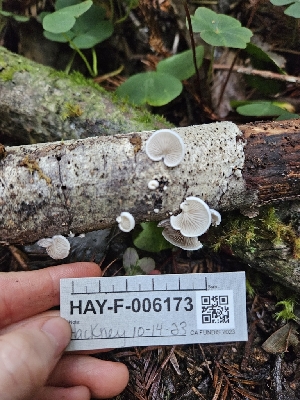  ( - HAY-F-006173)  @11 [ ] by (2023) Mandy Hackney Fungal Diversity Survey