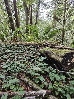  ( - HAY-F-006173)  @11 [ ] by (2023) Mandy Hackney Fungal Diversity Survey