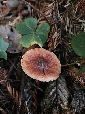  ( - HAY-F-006217)  @11 [ ] by (2023) Mandy Hackney Fungal Diversity Survey