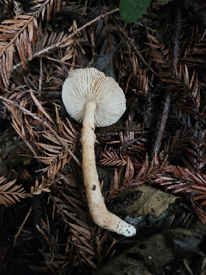  ( - HAY-F-006217)  @11 [ ] by (2023) Mandy Hackney Fungal Diversity Survey