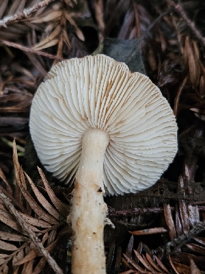  ( - HAY-F-006217)  @11 [ ] by (2023) Mandy Hackney Fungal Diversity Survey