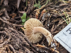  (Inocybe sp. lanatopurpurea-PNW26 - HAY-F-005810)  @11 [ ] by-nc (2023) Stu Pickell Fungal Diversity Survey