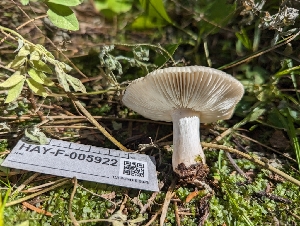  (Russula sp. montana-CA01 - HAY-F-005922)  @11 [ ] by-nc (2023) Stu Pickell Fungal Diversity Survey