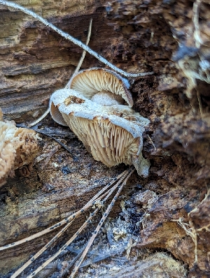  ( - HAY-F-005817)  @11 [ ] by-nc (2023) Stu Pickell Fungal Diversity Survey