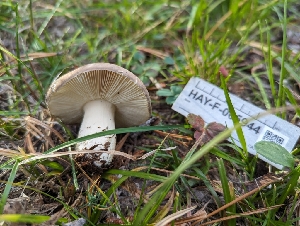  (Russula serissima - HAY-F-005944)  @11 [ ] by-nc (2023) Stu Pickell Fungal Diversity Survey