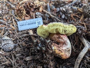  ( - HAY-F-005950)  @11 [ ] by-nc (2023) Stu Pickell Fungal Diversity Survey