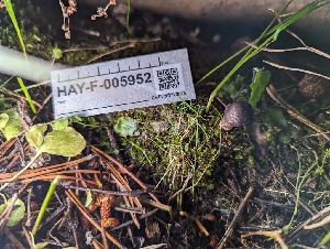  ( - HAY-F-005952)  @11 [ ] by-nc (2023) Stu Pickell Fungal Diversity Survey