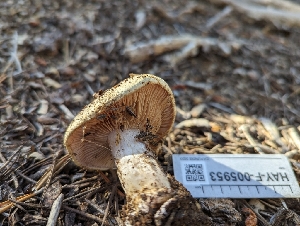  ( - HAY-F-005953)  @11 [ ] by-nc (2023) Stu Pickell Fungal Diversity Survey
