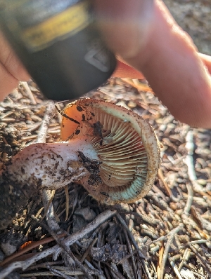  ( - HAY-F-005953)  @11 [ ] by-nc (2023) Stu Pickell Fungal Diversity Survey