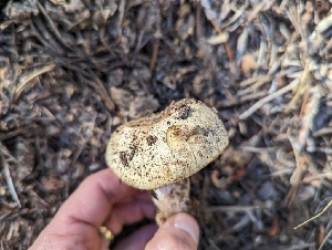  ( - HAY-F-005953)  @11 [ ] by-nc (2023) Stu Pickell Fungal Diversity Survey