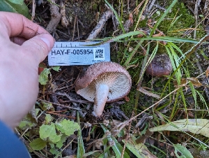  ( - HAY-F-005954)  @11 [ ] by-nc (2023) Stu Pickell Fungal Diversity Survey