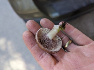  ( - HAY-F-005954)  @11 [ ] by-nc (2023) Stu Pickell Fungal Diversity Survey