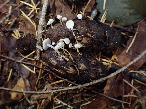  ( - HAY-F-003397)  @11 [ ] by-nc (2023) Sadie Hickey Fungal Diversity Survey
