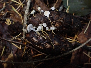  ( - HAY-F-003397)  @11 [ ] by-nc (2023) Sadie Hickey Fungal Diversity Survey