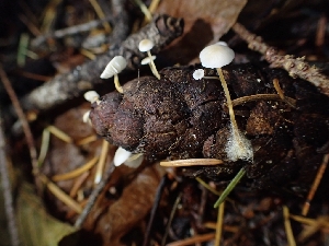  ( - HAY-F-003397)  @11 [ ] by-nc (2023) Sadie Hickey Fungal Diversity Survey