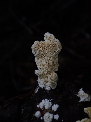  (Steccherinum oreophilum - HAY-F-003398)  @11 [ ] by-nc (2023) Sadie Hickey Fungal Diversity Survey