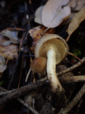  (Pholiota - HAY-F-003404)  @11 [ ] by-nc (2023) Sadie Hickey Fungal Diversity Survey