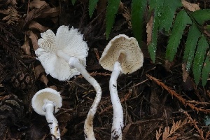  ( - HAY-F-004757)  @11 [ ] by-nc (2023) Taye Bright Fungal Diversity Survey