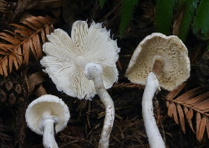  ( - HAY-F-004757)  @11 [ ] by-nc (2023) Taye Bright Fungal Diversity Survey