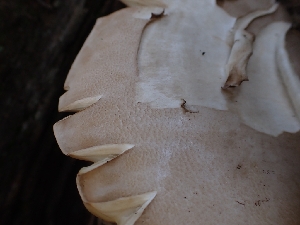  ( - HAY-F-003405)  @11 [ ] by-nc (2023) Sadie Hickey Fungal Diversity Survey