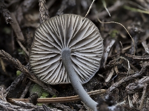  ( - HAY-F-005937)  @11 [ ] by-nc (2023) Stu Pickell Fungal Diversity Survey