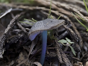 (Entoloma sp. CA23 - HAY-F-005937)  @11 [ ] by-nc (2023) Stu Pickell Fungal Diversity Survey