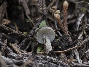  (Melanoleuca sp. melaleuca-PNW01 - HAY-F-005938)  @11 [ ] by-nc (2023) Stu Pickell Fungal Diversity Survey