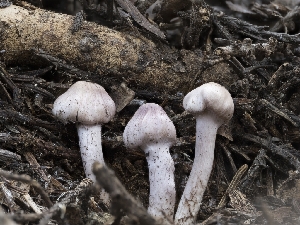  ( - HAY-F-005916)  @11 [ ] by-nc (2023) Stu Pickell Fungal Diversity Survey