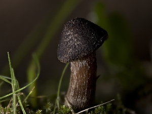  (Inocybe bufonia - HAY-F-005952)  @11 [ ] by-nc (2023) Stu Pickell Fungal Diversity Survey