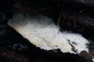  ( - HAY-F-004763)  @11 [ ] by-nc (2023) Taye Bright Fungal Diversity Survey
