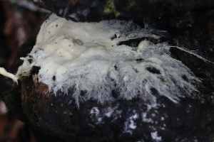  ( - HAY-F-004763)  @11 [ ] by-nc (2023) Taye Bright Fungal Diversity Survey