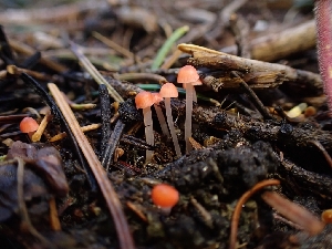  ( - HAY-F-003411)  @11 [ ] by-nc (2023) Sadie Hickey Fungal Diversity Survey