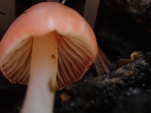  ( - HAY-F-003411)  @11 [ ] by-nc (2023) Sadie Hickey Fungal Diversity Survey