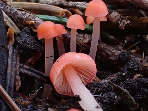  ( - HAY-F-003411)  @11 [ ] by-nc (2023) Sadie Hickey Fungal Diversity Survey