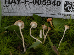  ( - HAY-F-005940)  @11 [ ] by-nc (2023) Stu Pickell Fungal Diversity Survey