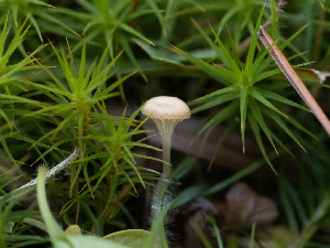  ( - HAY-F-005940)  @11 [ ] by-nc (2023) Stu Pickell Fungal Diversity Survey