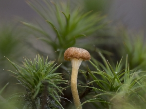  ( - HAY-F-005940)  @11 [ ] by-nc (2023) Stu Pickell Fungal Diversity Survey