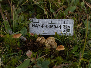  (Xeromphalina - HAY-F-005941)  @11 [ ] by-nc (2023) Stu Pickell Fungal Diversity Survey