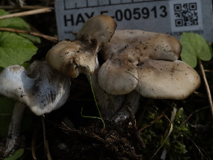  ( - HAY-F-005913)  @11 [ ] by-nc (2023) Stu Pickell Fungal Diversity Survey