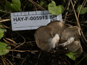  ( - HAY-F-005913)  @11 [ ] by-nc (2023) Stu Pickell Fungal Diversity Survey