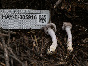  ( - HAY-F-005916)  @11 [ ] by-nc (2023) Stu Pickell Fungal Diversity Survey