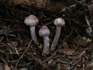  ( - HAY-F-005916)  @11 [ ] by-nc (2023) Stu Pickell Fungal Diversity Survey