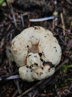  (Russula chlorineolens - HAY-F-006185)  @11 [ ] by (2023) Mandy Hackney Fungal Diversity Survey