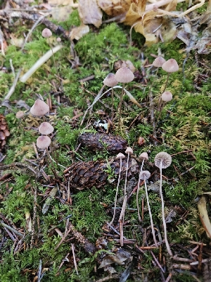  ( - HAY-F-006186)  @11 [ ] by (2023) Mandy Hackney Fungal Diversity Survey