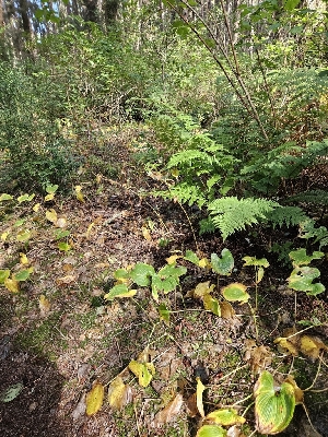  ( - HAY-F-006186)  @11 [ ] by (2023) Mandy Hackney Fungal Diversity Survey