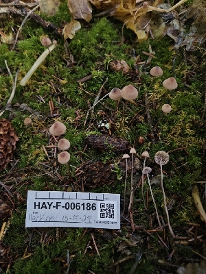  ( - HAY-F-006186)  @11 [ ] by (2023) Mandy Hackney Fungal Diversity Survey