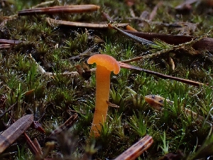  (Rickenella sp. fibula-CA01 - HAY-F-006189)  @11 [ ] by (2023) Mandy Hackney Fungal Diversity Survey
