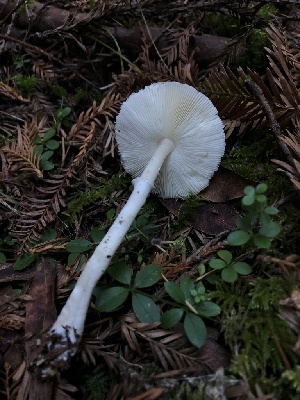  ( - HAY-F-007031)  @11 [ ] by-nc (2023) Dean Lyons Fungal Diversity Survey