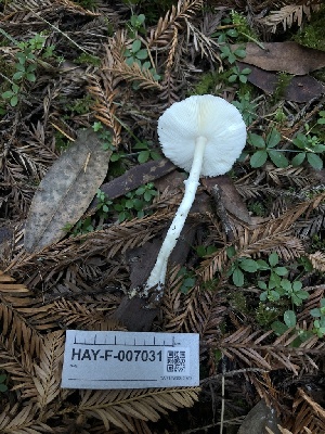  ( - HAY-F-007031)  @11 [ ] by-nc (2023) Dean Lyons Fungal Diversity Survey